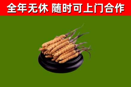 上党烟酒回收冬虫夏草.jpg
